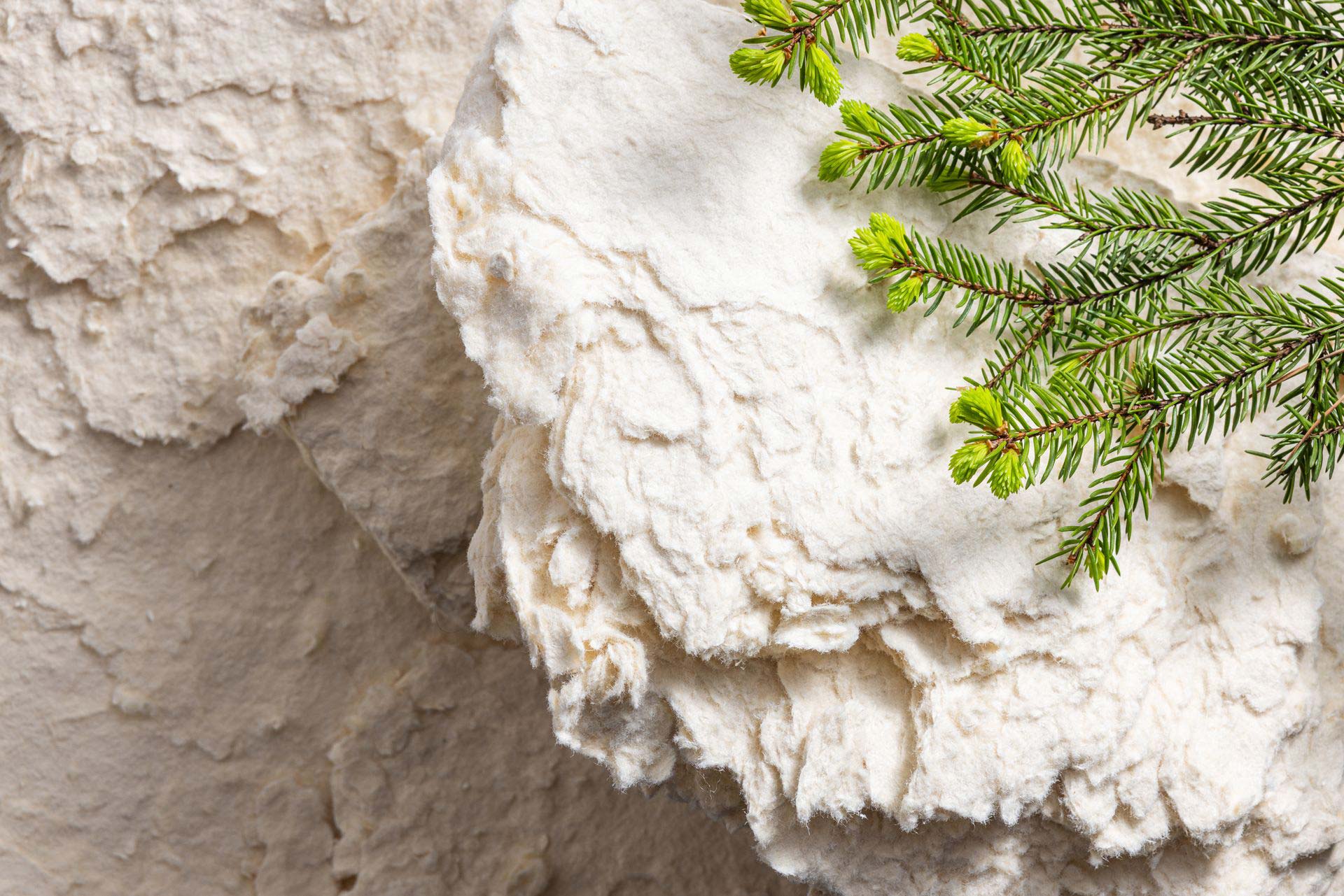 CTMP and a spruce branch