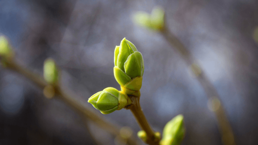 Plant Sprout